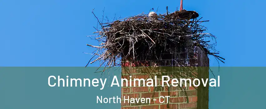  Chimney Animal Removal North Haven - CT