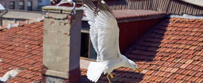 Residential Chimney Animal Removal Solution in North Haven, CT